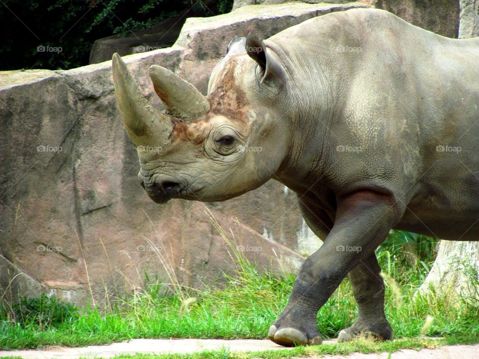 Rhinoceros