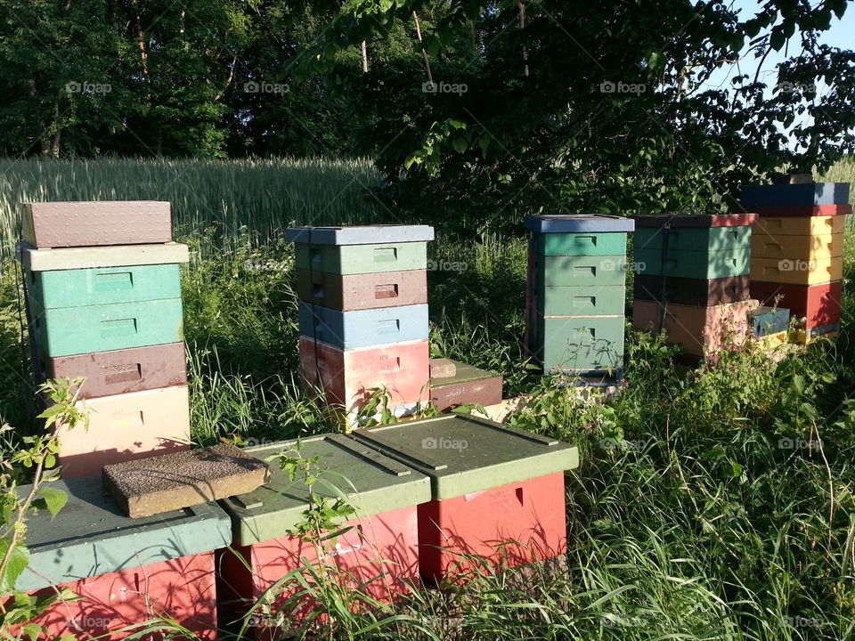 Bee boxes along tree