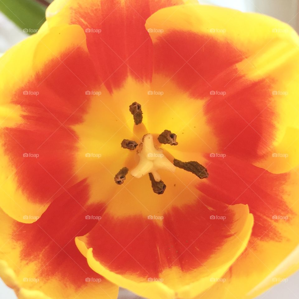 Beautiful flower tulip