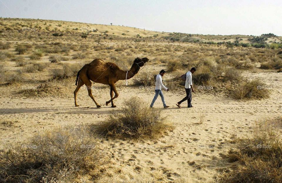 Men and a camel