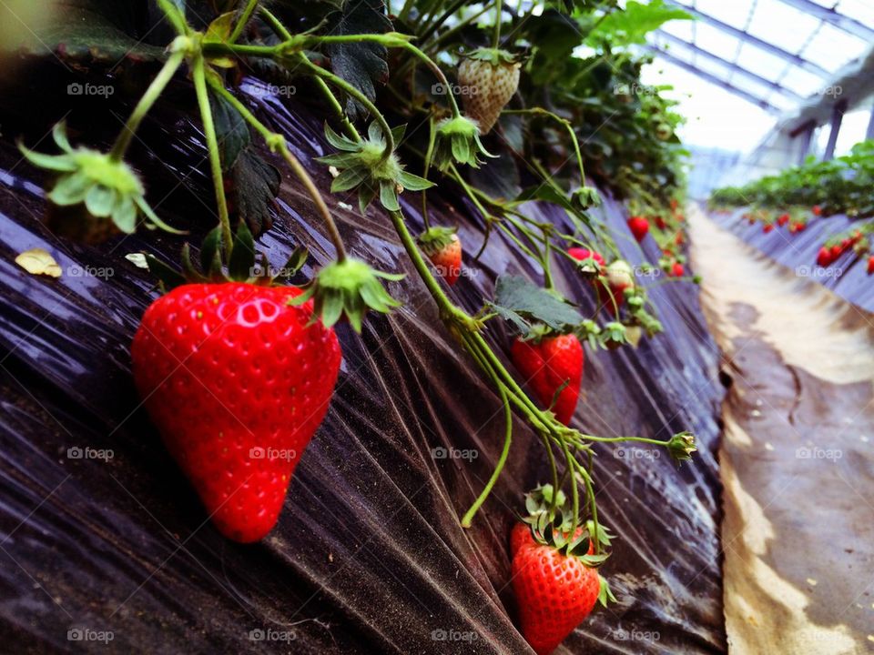 Strawberry patch