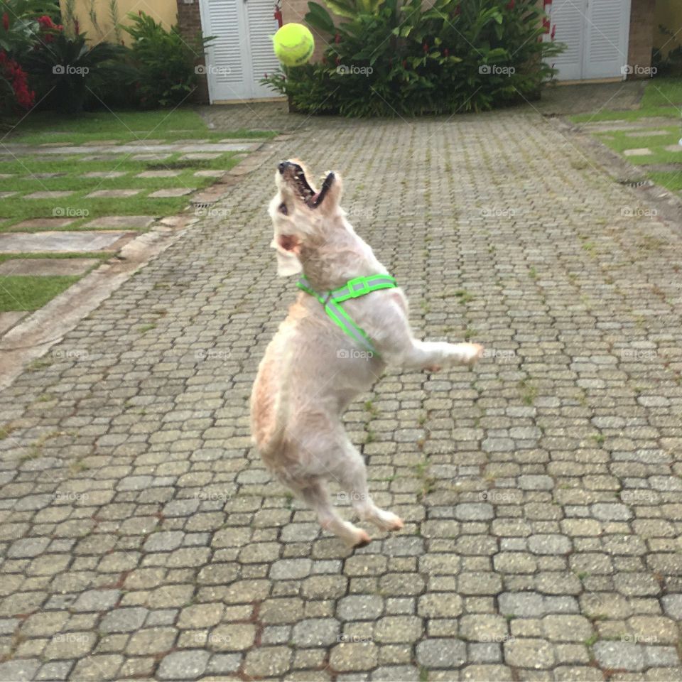 @spring walk with your dog