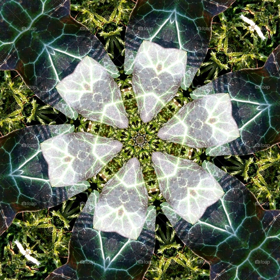 Ivy mandala crystalline