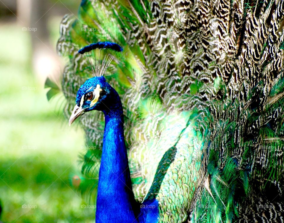 Proud Peacock in the rays of light