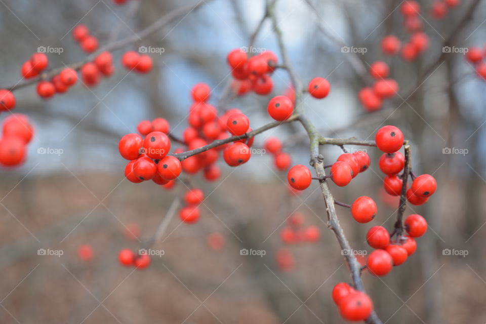 Close-up of ripe rowan berries