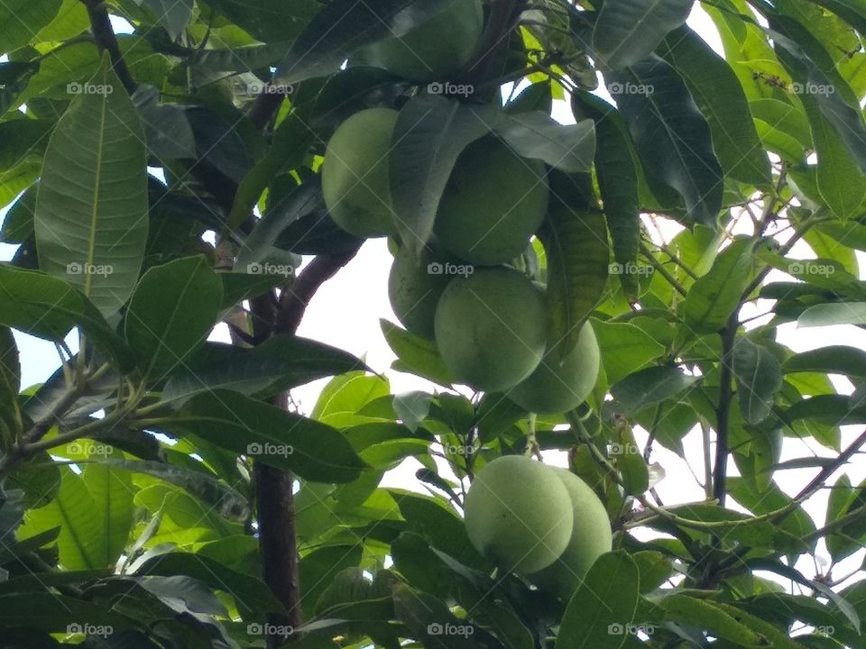 Mango Tree