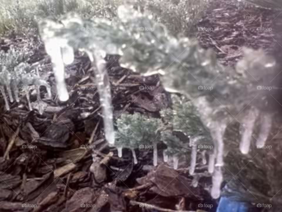 icicles hanging  from small plant