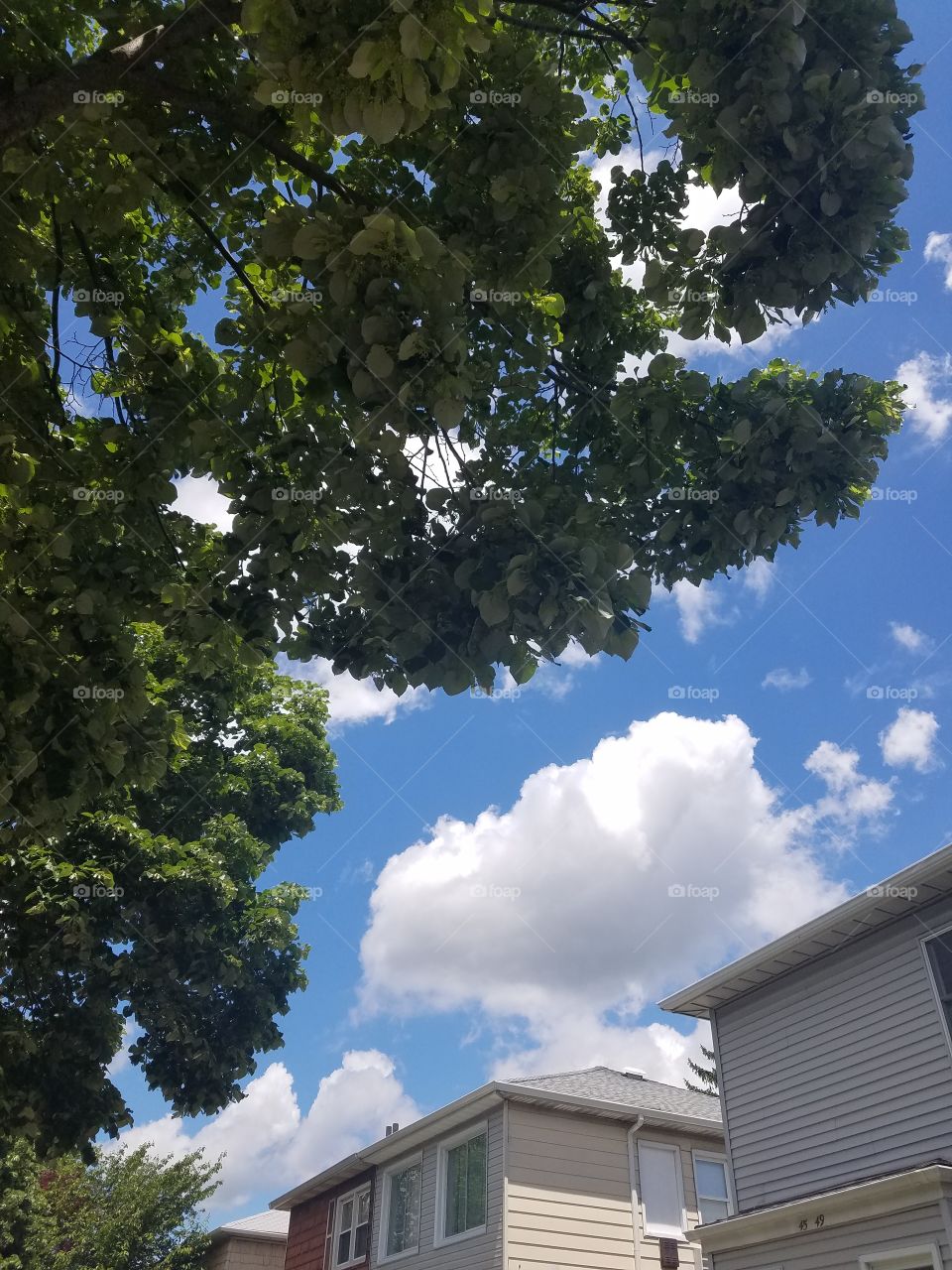 tree