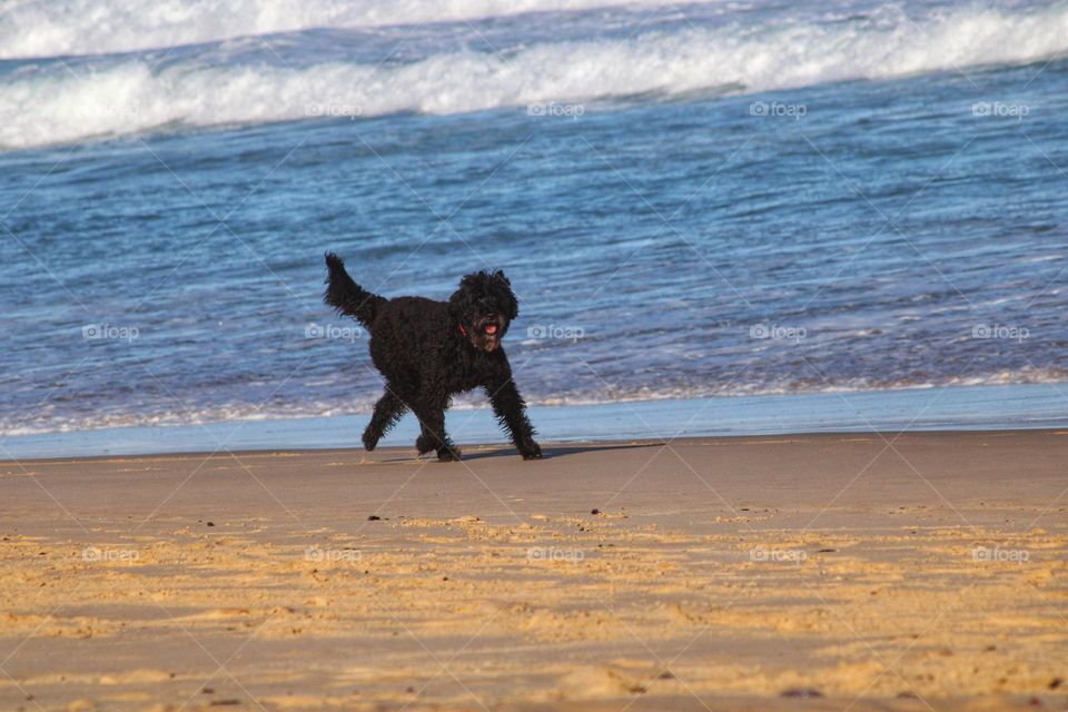 Black dog at the beach