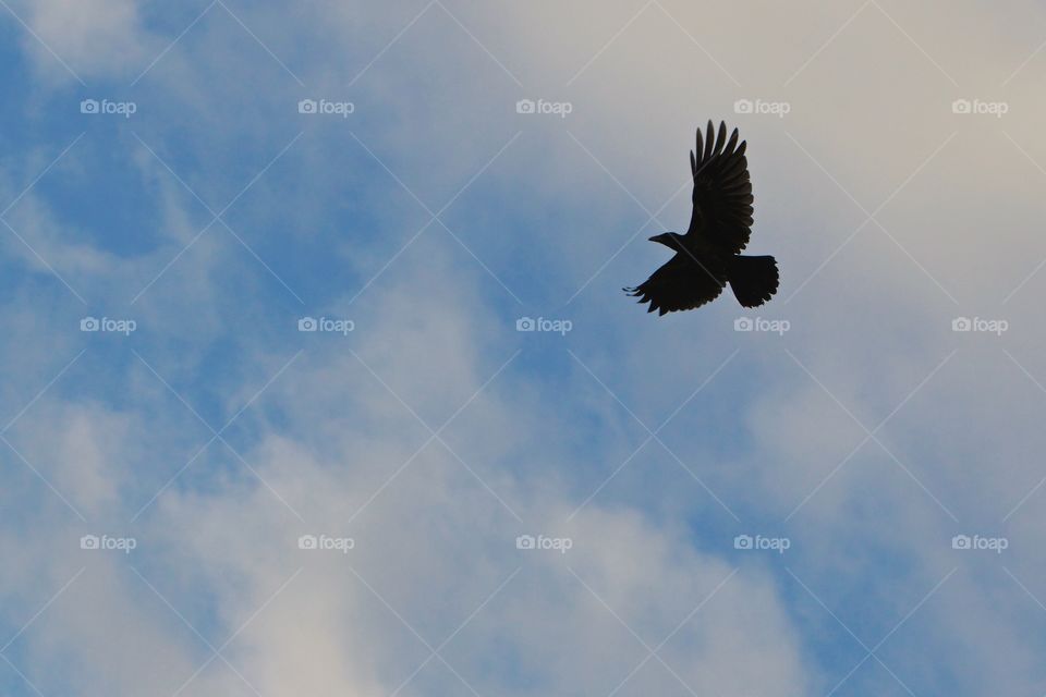 Low angle view of a bird flying in the sky