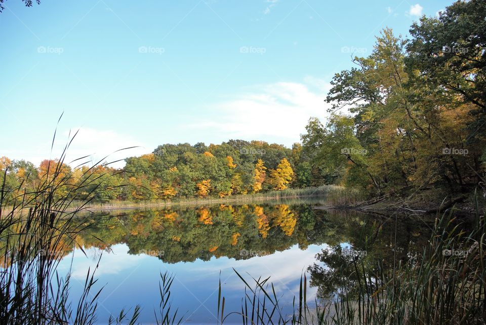 Fall Pond Tree Reflection