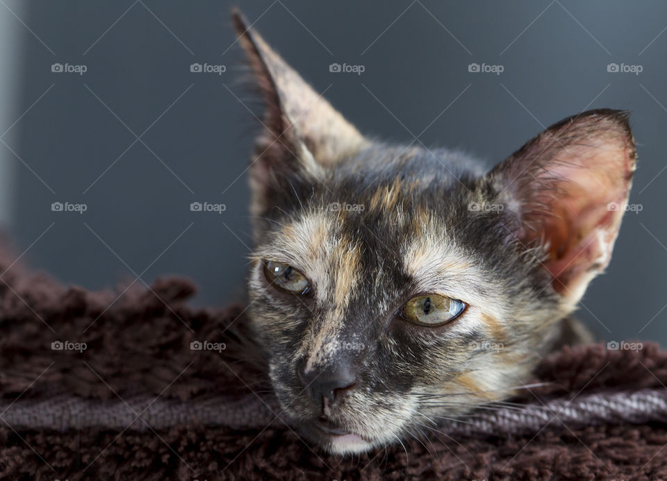 Balinese cat