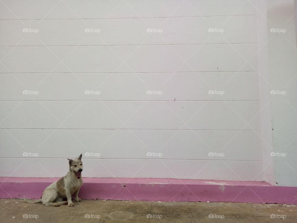The dog's standing beside wall. Dog smiling