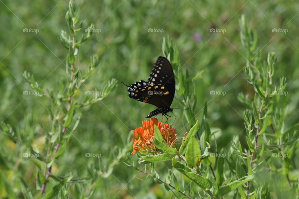butterfly landing