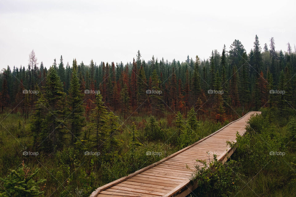 a boardwalk path in the middle of a dense forest in Alberta Canada