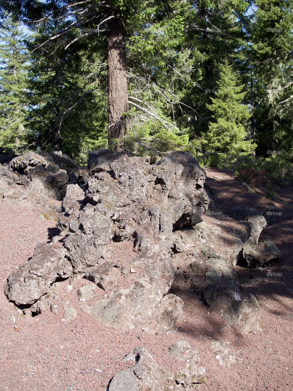 Jagged and textured lava rock amongst a fir tree forest in the mountains of Western Oregon on a sunny spring morning. 