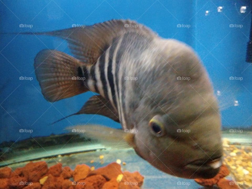 Close up on tropical fish - Barred Citrinellus Cichlid