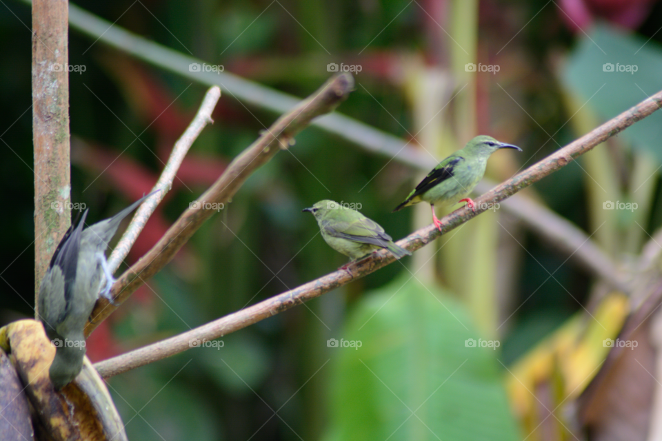 Green birds