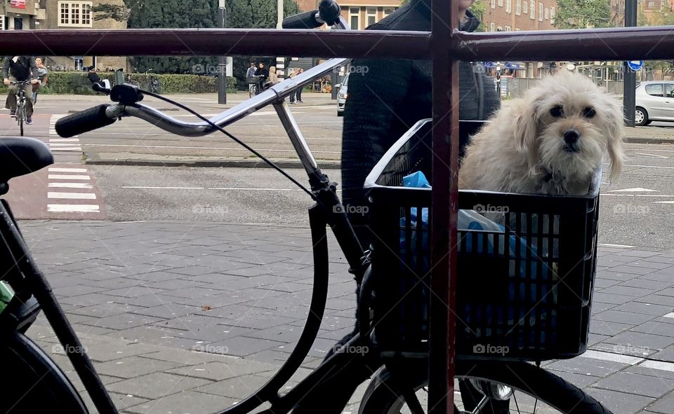 Dog in bike-crate