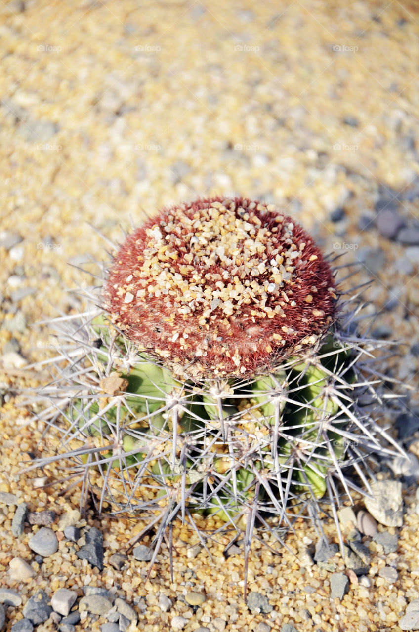 plant cactus desert by seasky