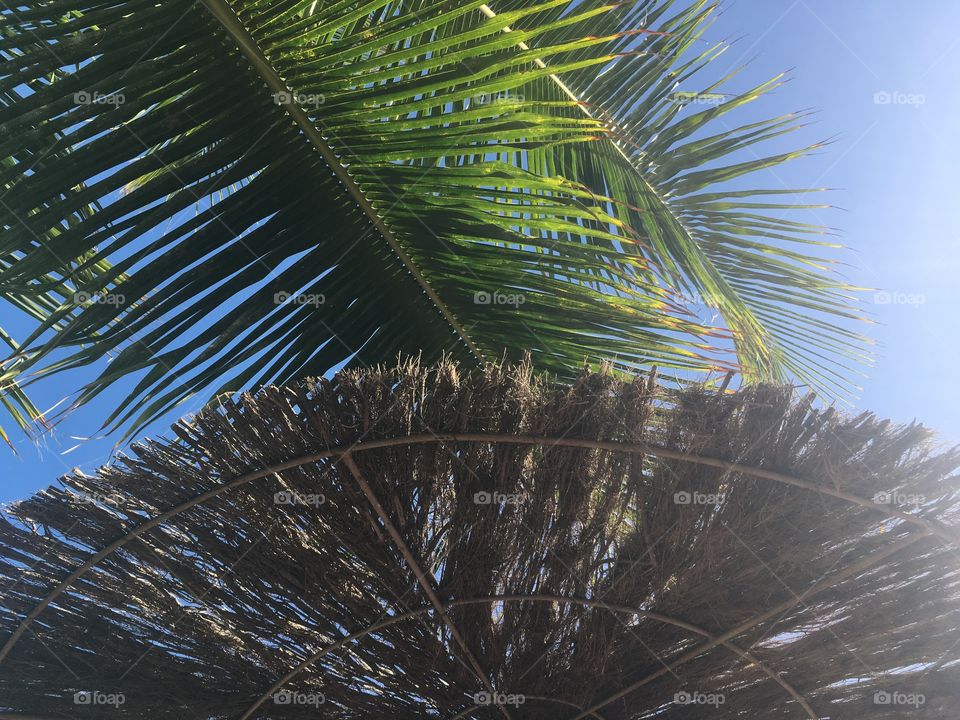 Palm and parasol