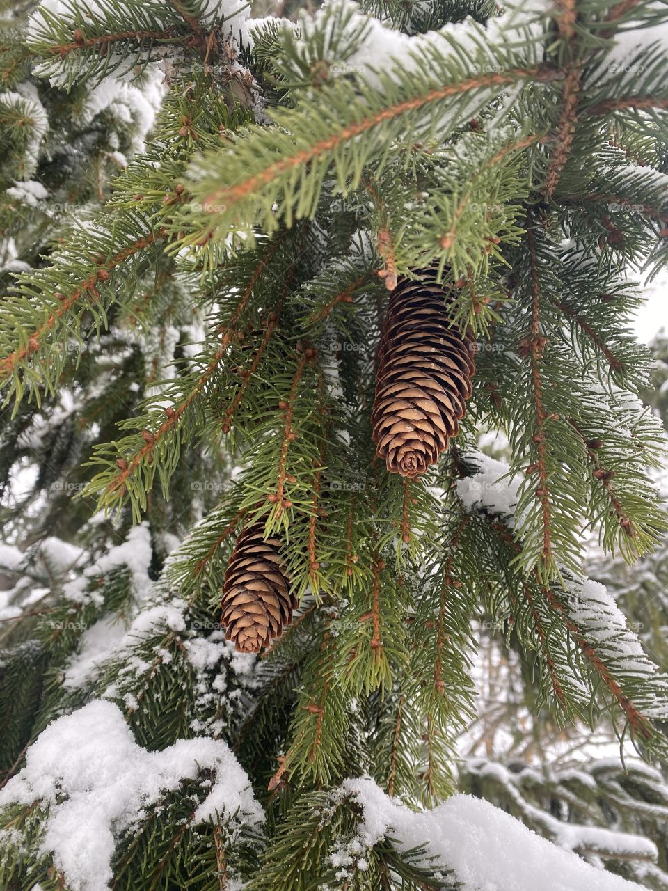 Pine cones and branches after a snow storm