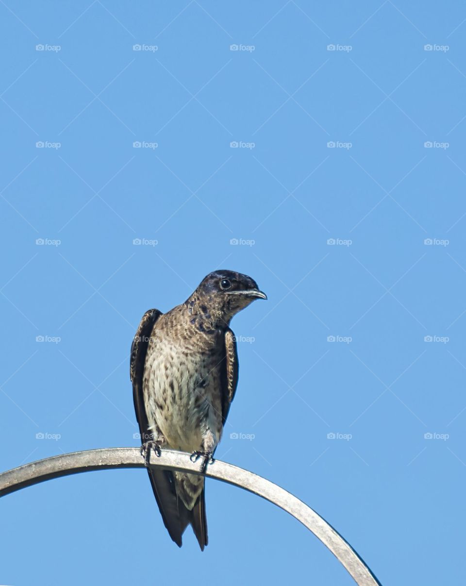 Female Purple Martin 