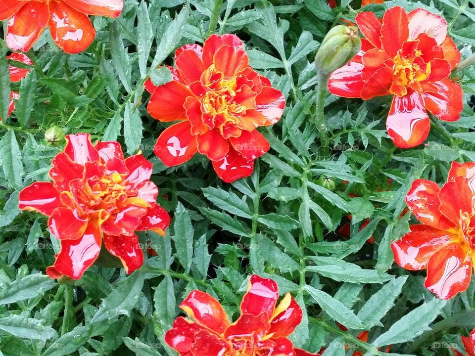 Red Yellow Flowers