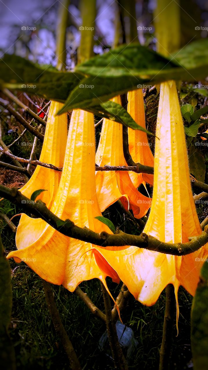 Trumpet Flower 3 (orange)