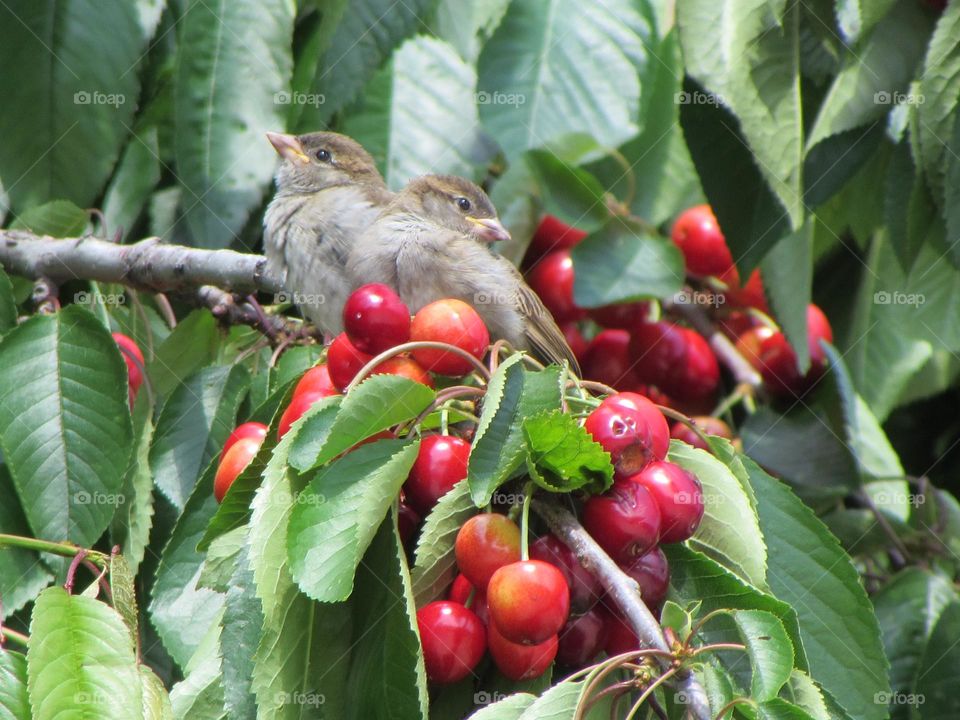 Sparrows and ripe cherries