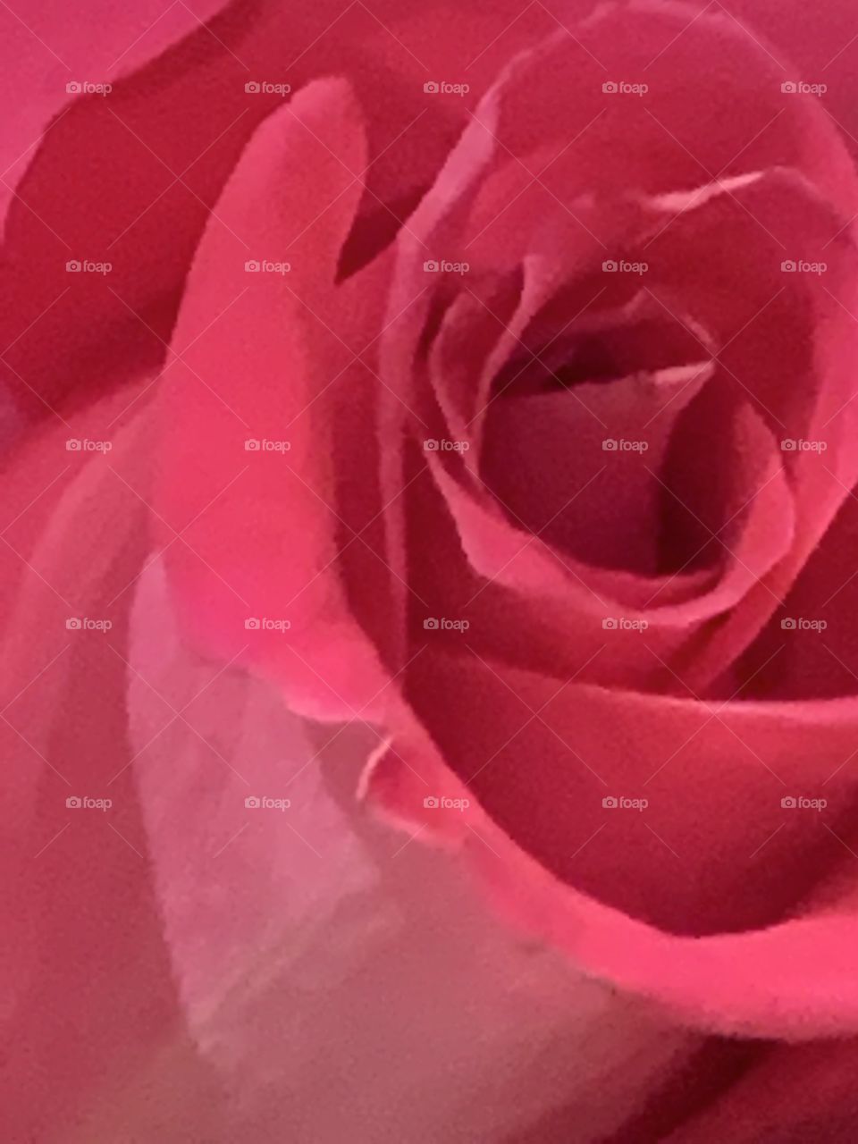 Light In A Rose
