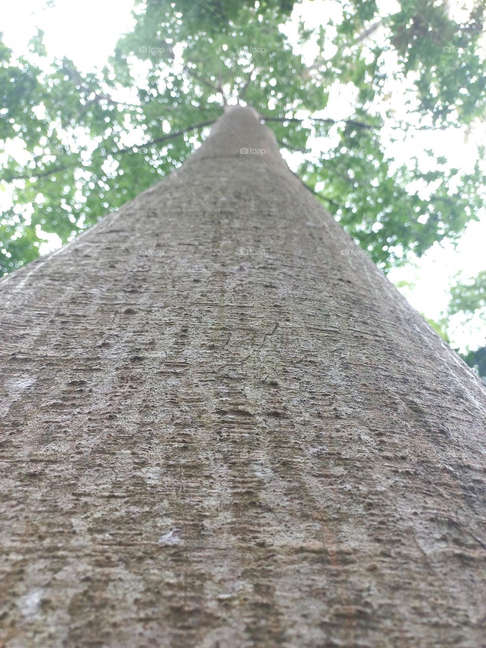 Trees are woody plants with the main characteristic of the trunk having a single tree.