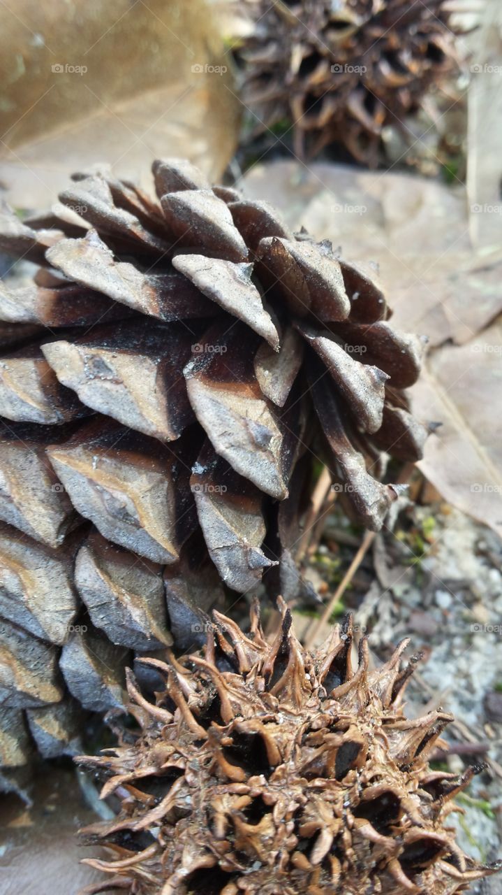Piney cone.