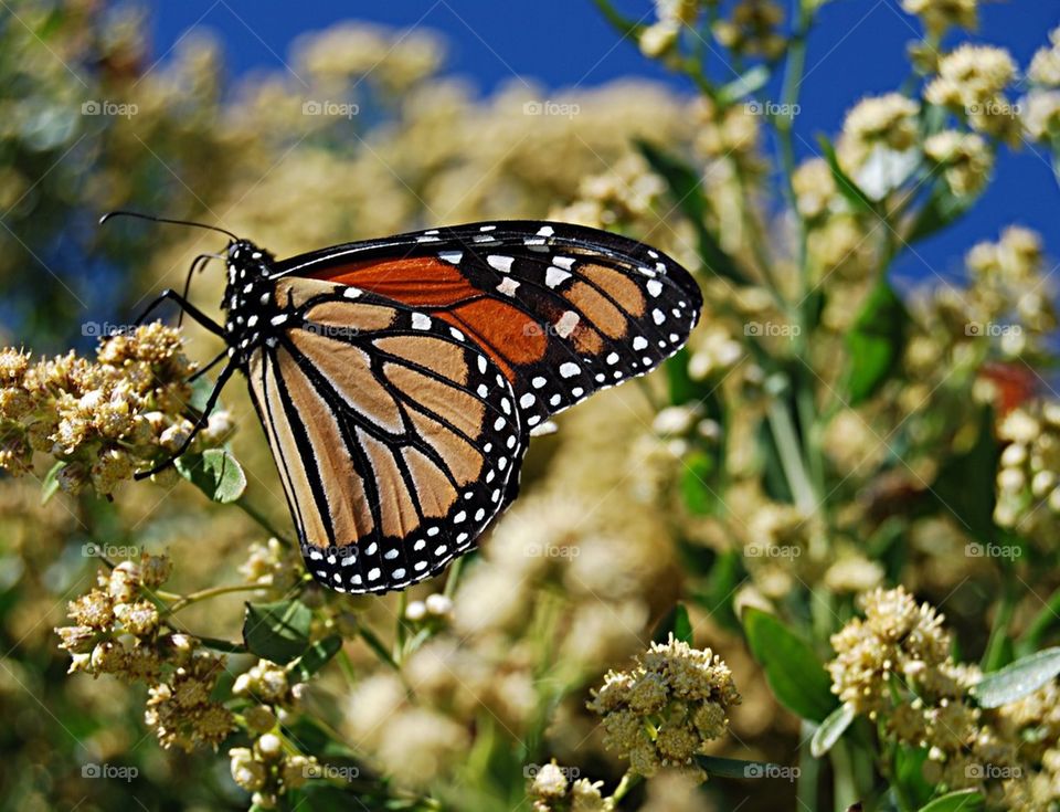 Monarch butterfly