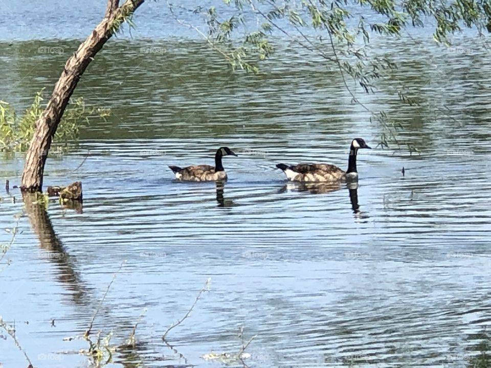 Watson park geese