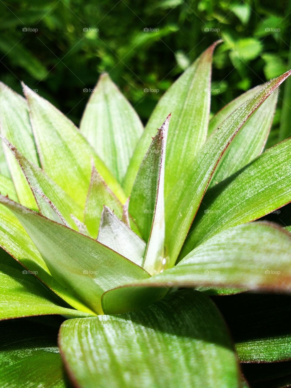 young pineapple leaf, can eat