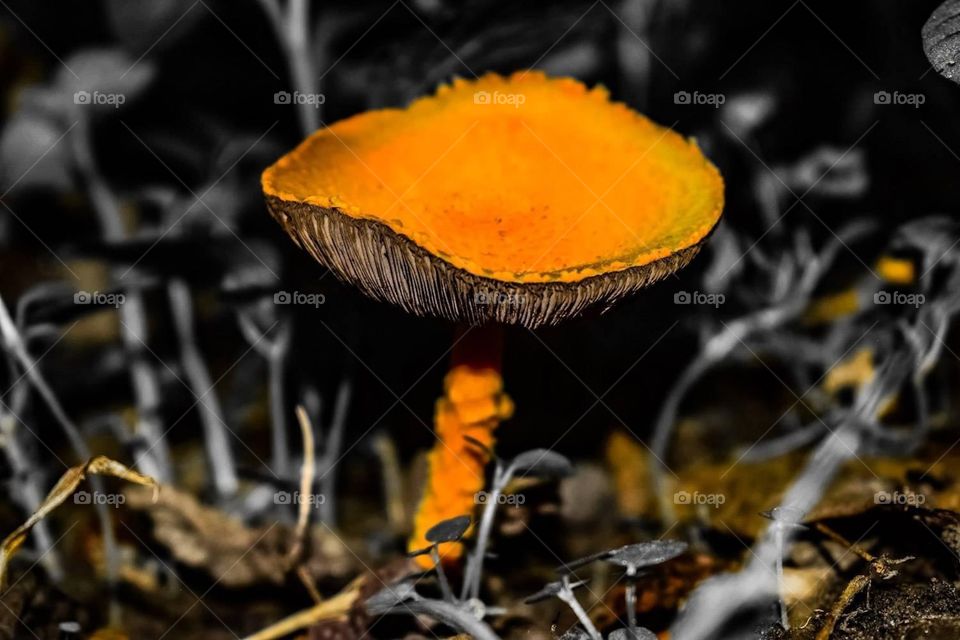 mushroom