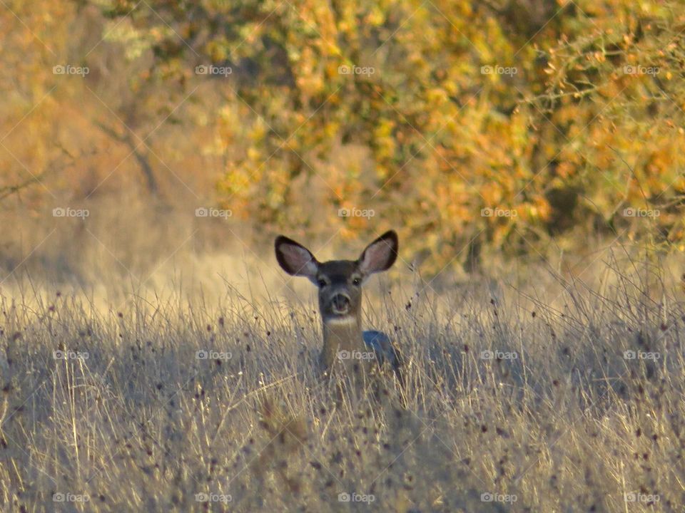 California Black Tailed Mule Deer