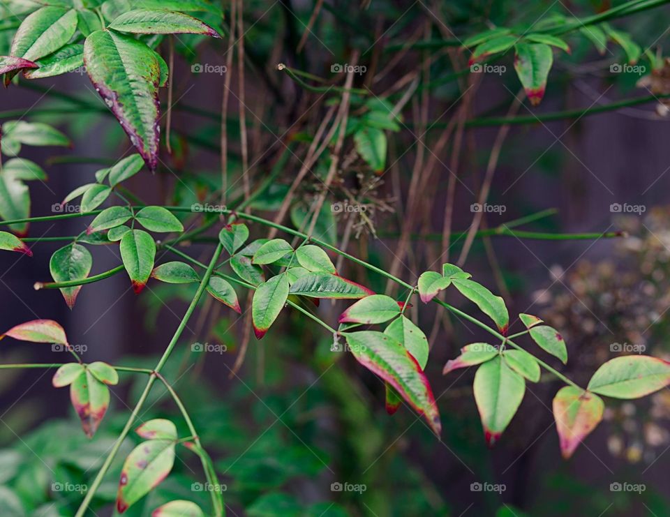 Delicate plants in the garden