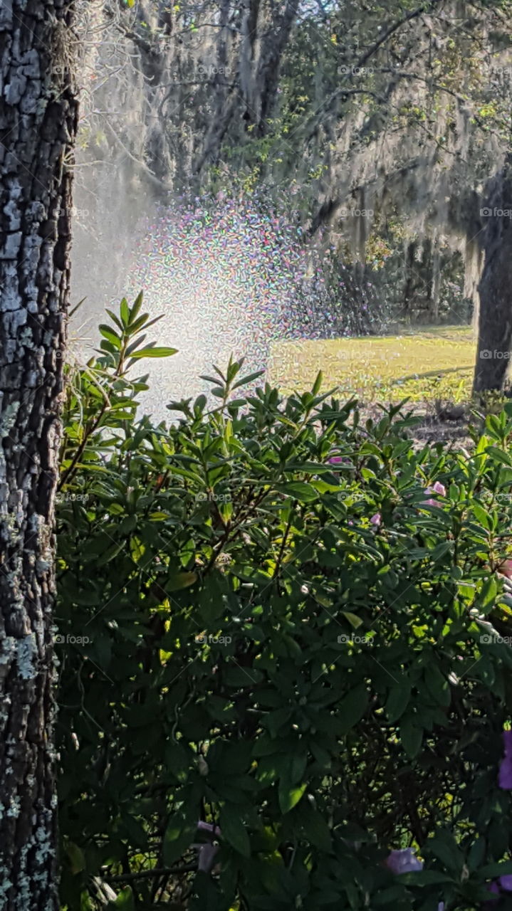sprinkler in action