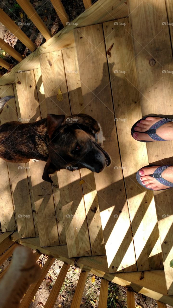 Dog, Indoors, Animal, Mammal, Wood