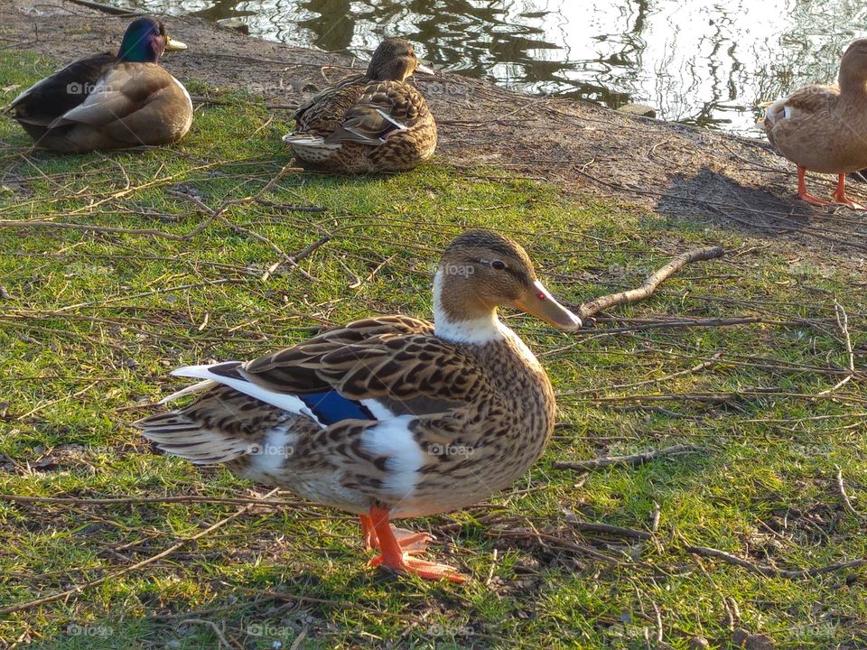 Ducks are near the lake in Holland 