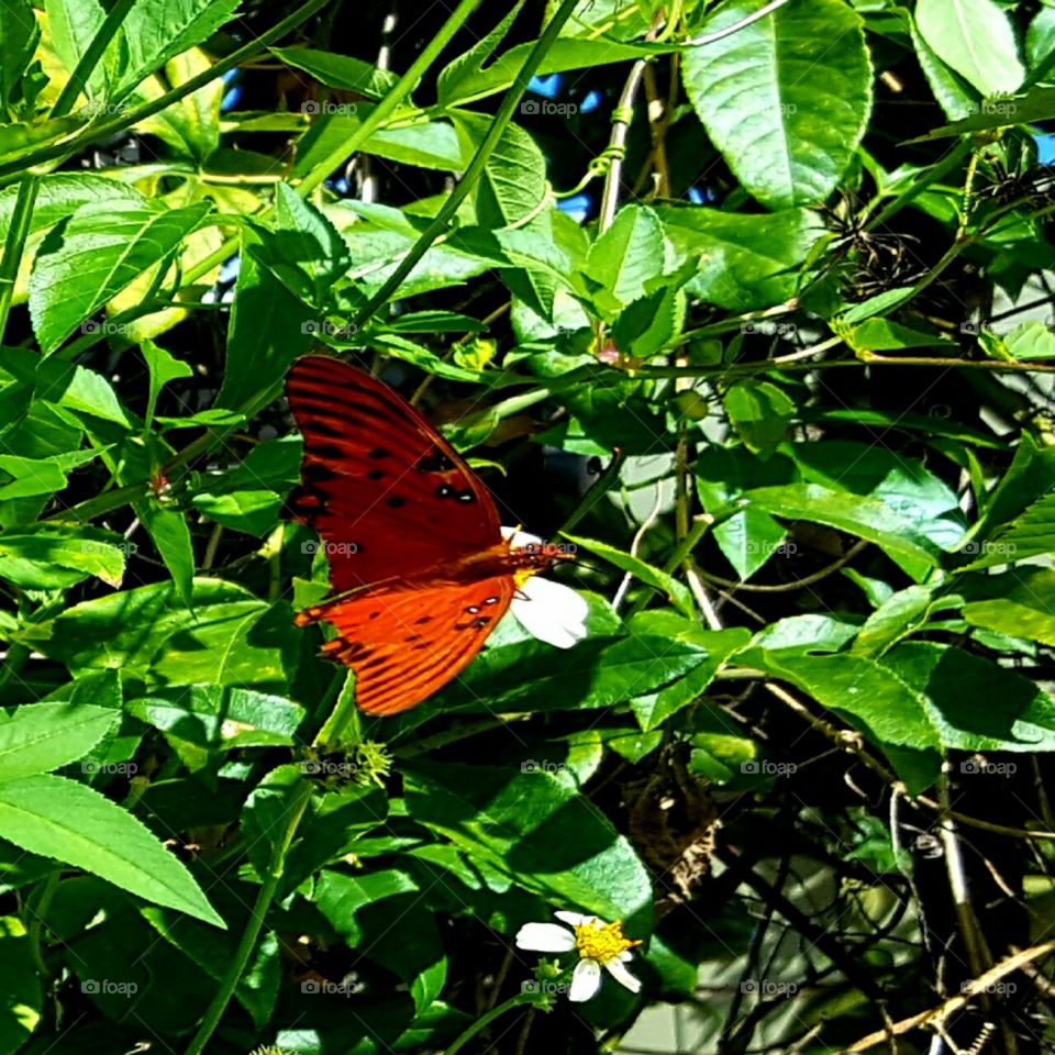 butterfly