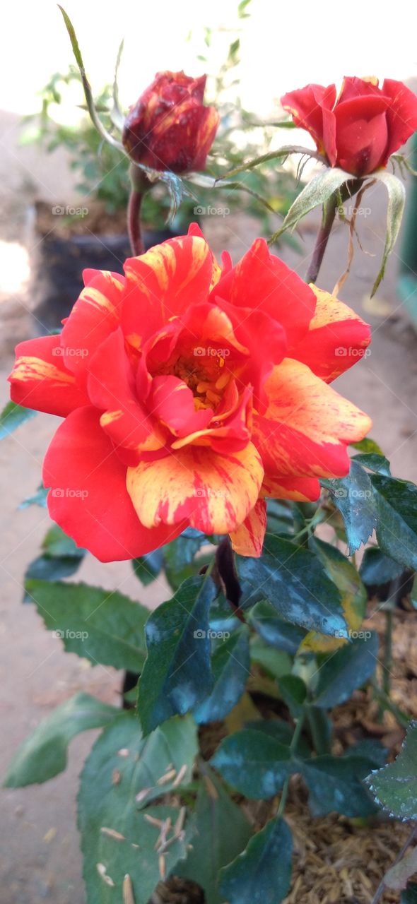 multicolored rose