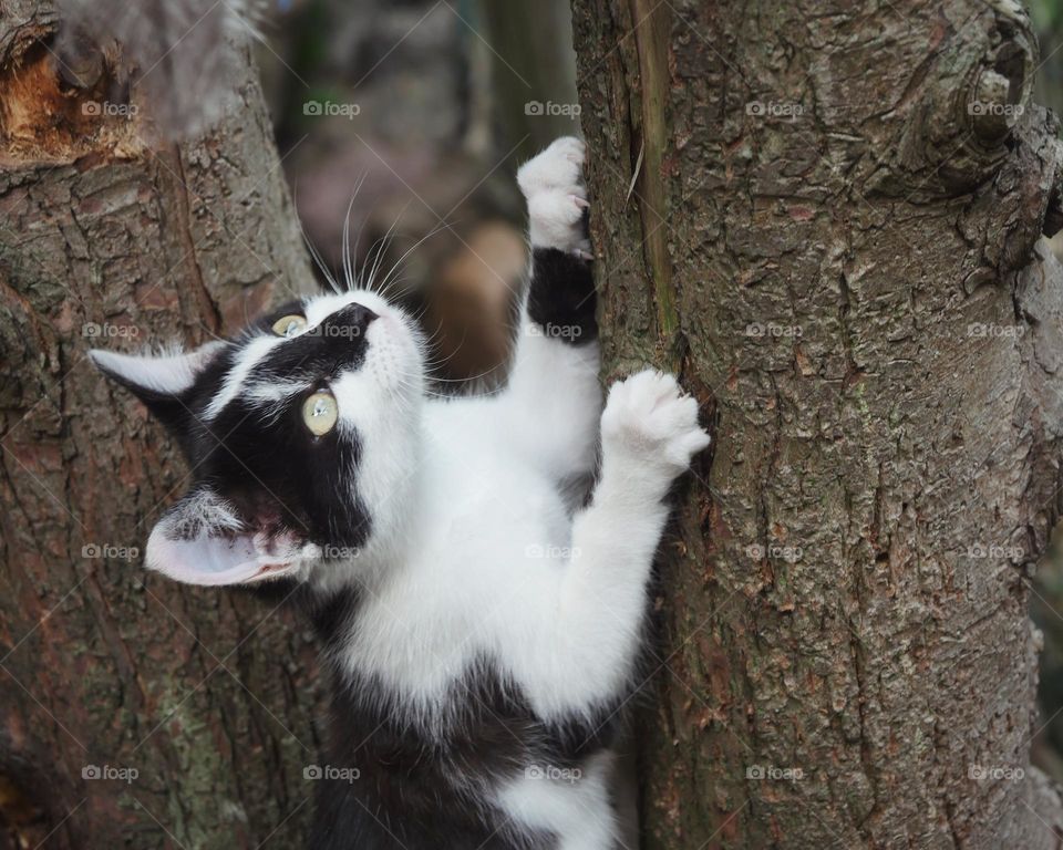 Young kitten sharpening claws on tree trunk