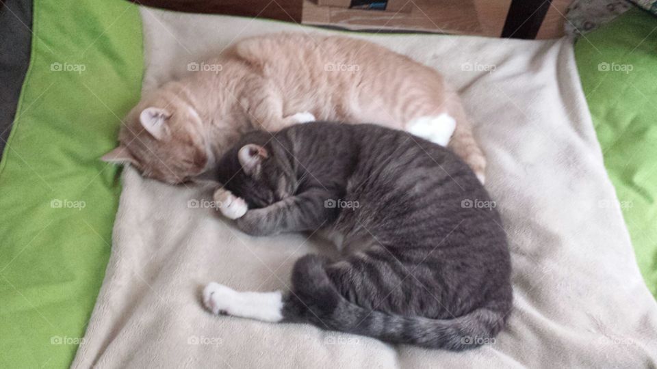 Brothers. My two cats taking a nap.