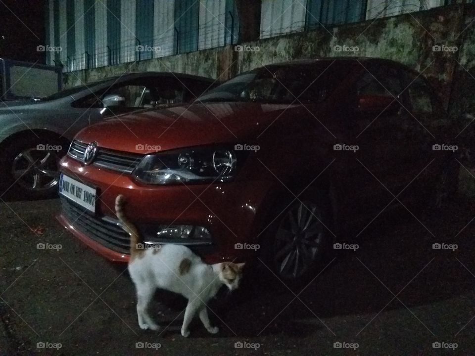 🐈 cut cat posing for photo on vw