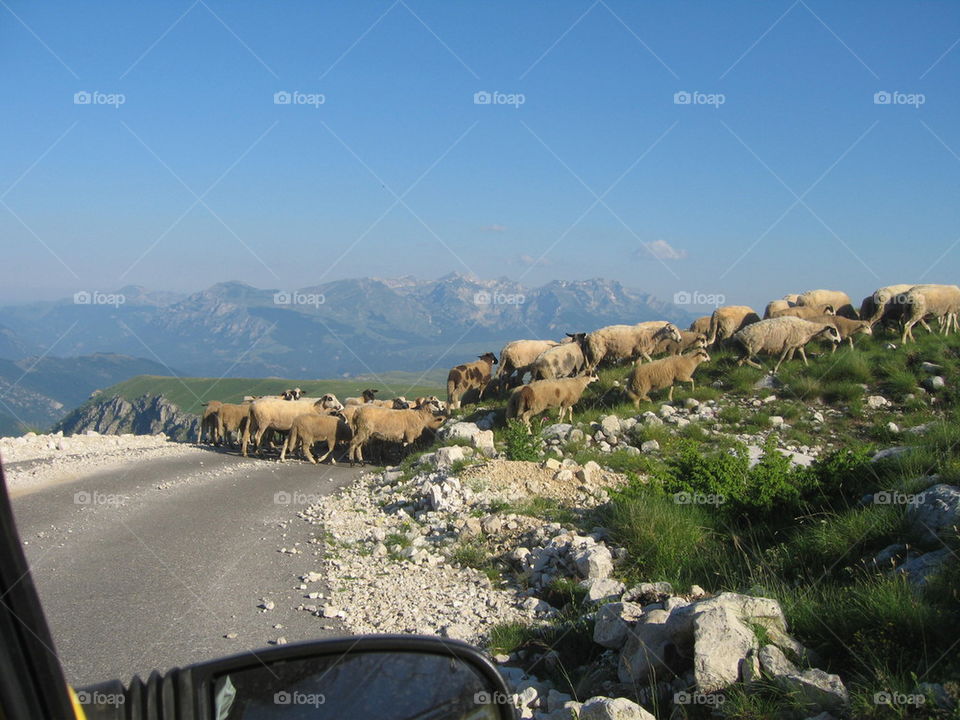 sheep on the mountain road