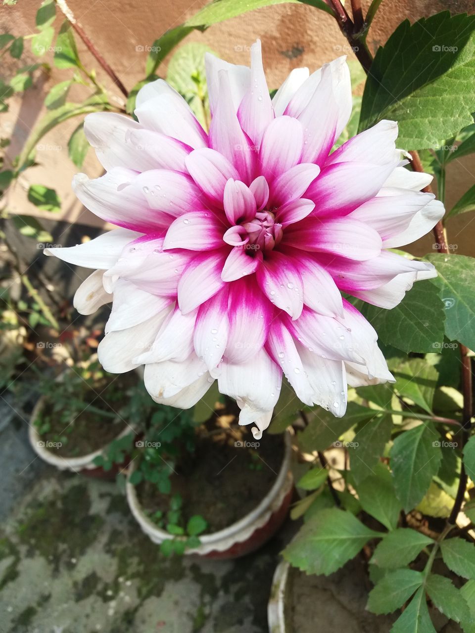 flower in bd