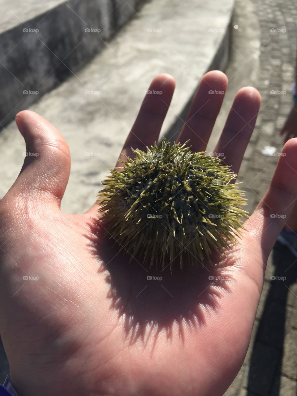 Sea Urchin from San Juan, Puerto Rico 